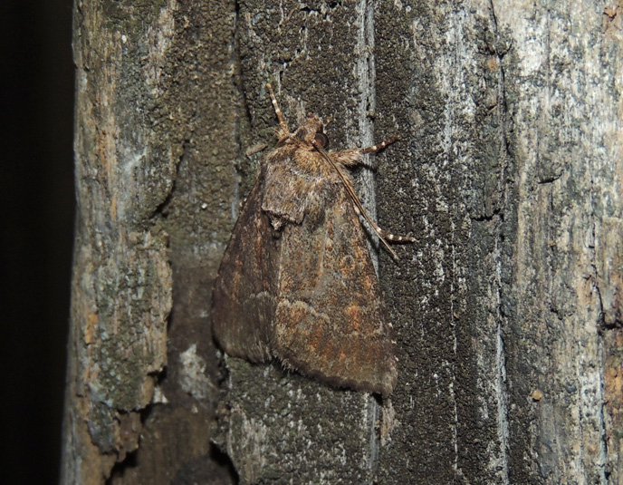 Thalpophila matura Noctuidae